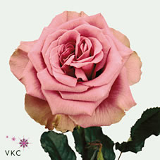 Розы Блю Куриоса оптом в Санкт-Петербурге - цветы оптом СПб.